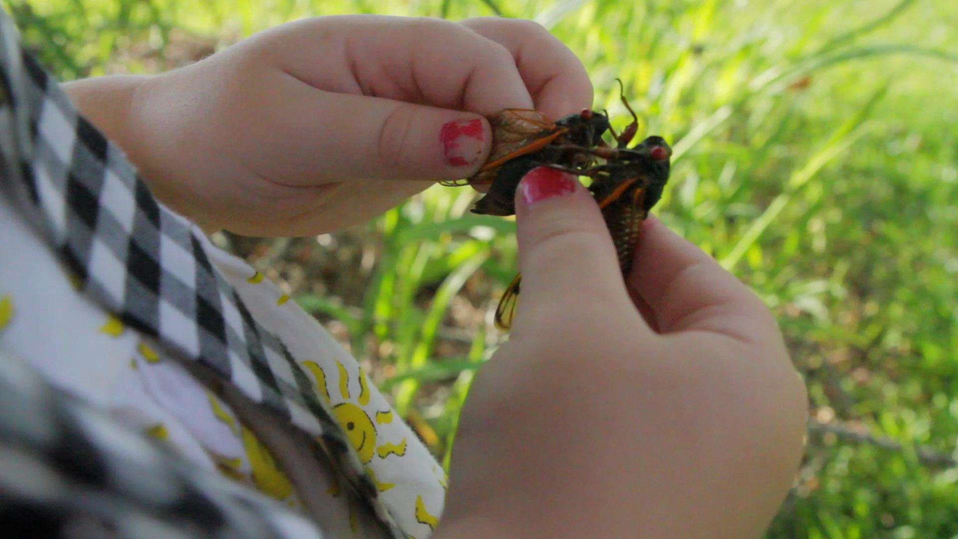 cicadas